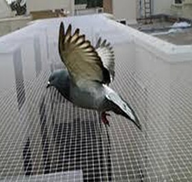 Pigeon Nets Pigeon Nets