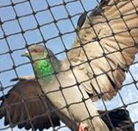 Pigeon Nets Pigeon Nets