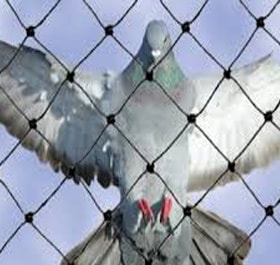 Pigeon Nets